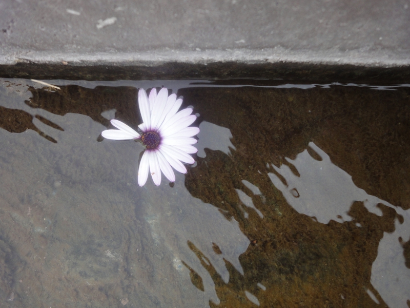 گل سفید بر روی آب-کاوه وحیدی آذر -Kaveh Vahidi Azar- White Flower  on Water